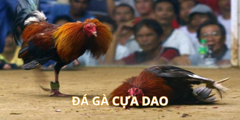 Đá gà cựa dao Thomo siêu kịch tính