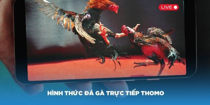 Khám phá đôi nét thể loại đá gà Thomo trực tiếp