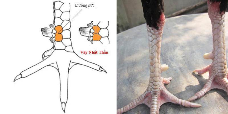 Vảy gà nhật thần quý hiếm