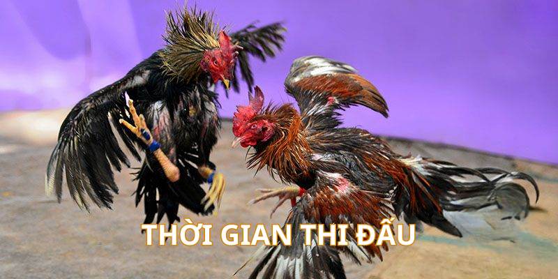 Mỗi trận đá gà trực tiếp Thomo thường diễn ra khoảng 10 - 15 phút